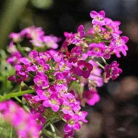 Alyssum Rosie O Day - Flower Seeds