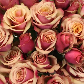 Antique Pink Spray Roses