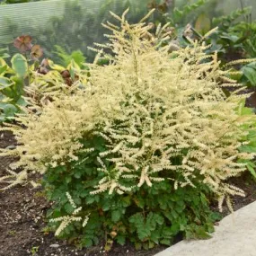 Chantilly Lace Goatsbeard (Aruncus)