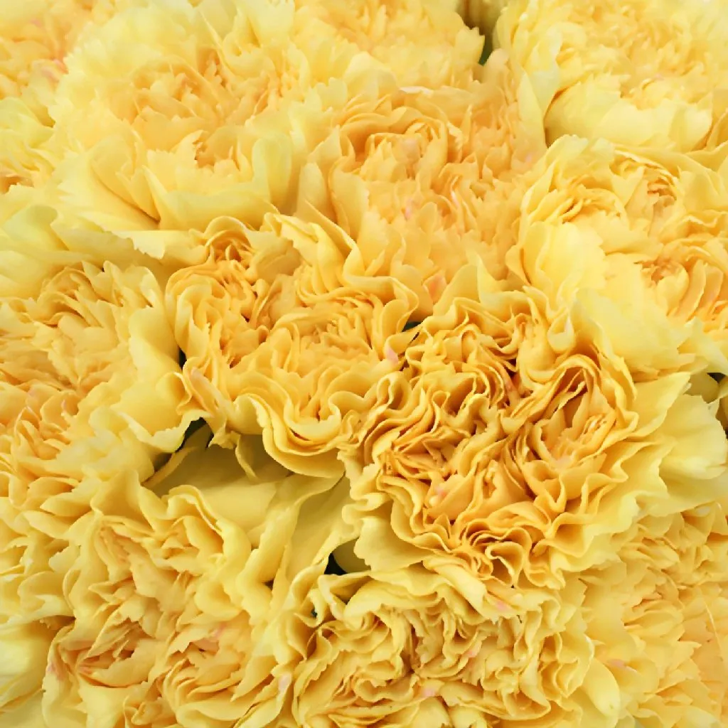 Golden Glow Carnation Flowers