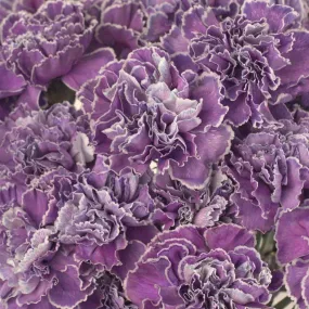 Purple Dyed Wholesale Carnation Flowers